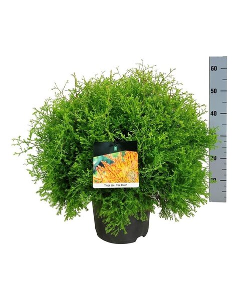 Thuja