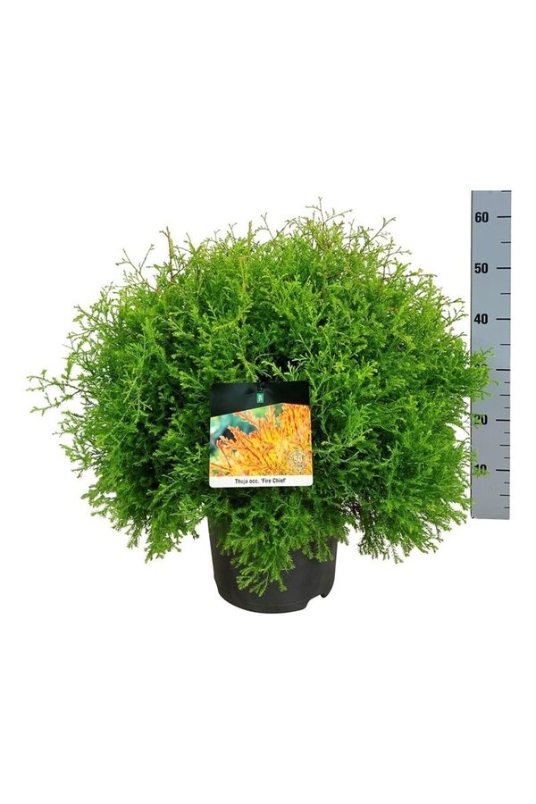 Conifeer Thuja Fire Chief