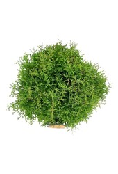 Conifère Thuja Fire Chief