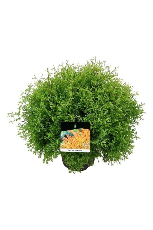 Conifeer Thuja Fire Chief