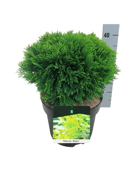 Thuja