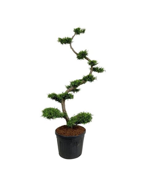 Thuja