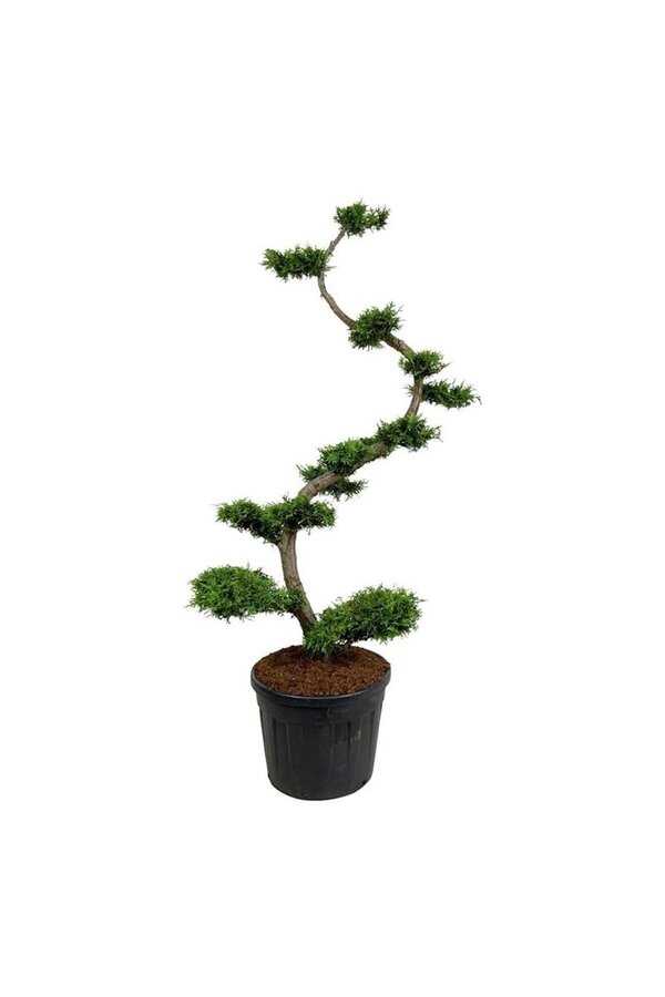 Conifeer Thuja Brabant