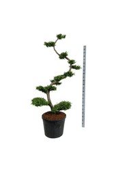 Conifère Thuja Brabant