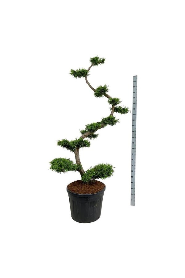 Conifeer Thuja Brabant