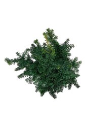 Venijnboom Taxus Goldstrike