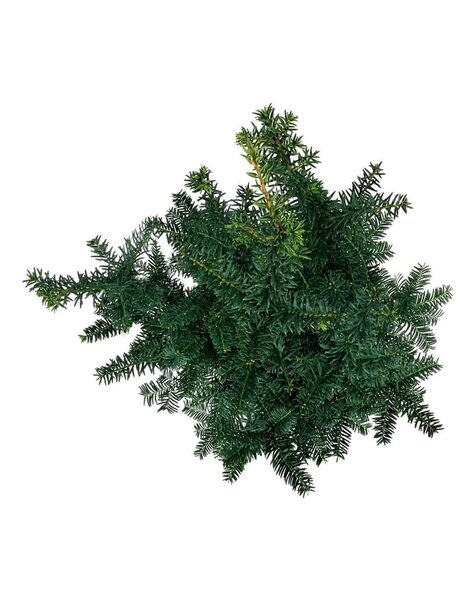 Taxus