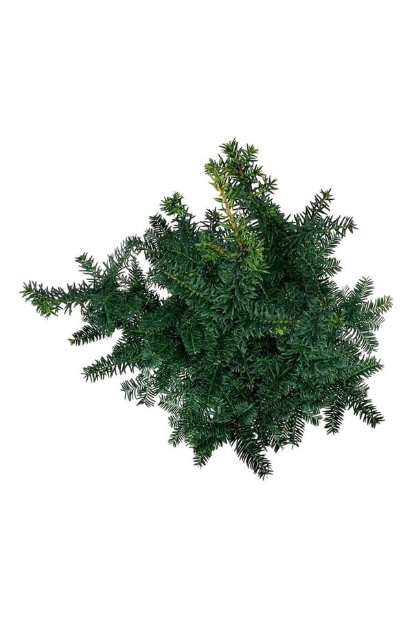 If Taxus Goldstrike