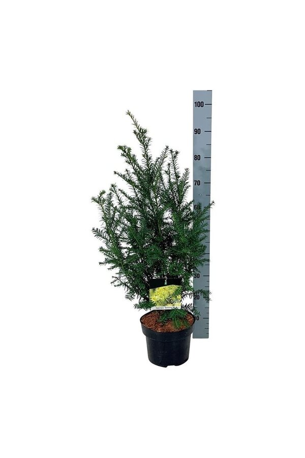 If Taxus Goldstrike