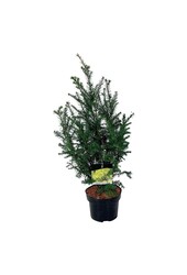 If Taxus Goldstrike