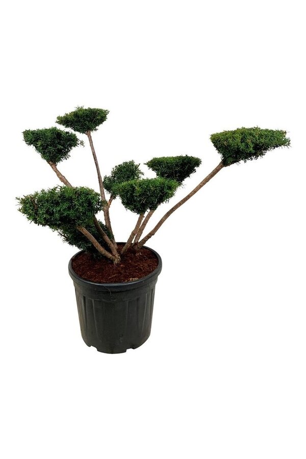 Venijnboom Taxus media Farmen