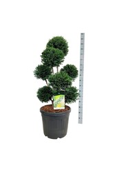 Venijnboom Taxus Höpkens Gigant