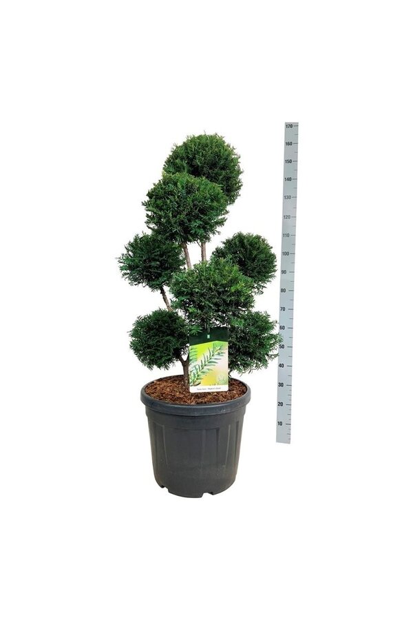 If commun Taxus 'Höpkens Gigant'