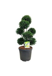 Venijnboom Taxus Höpkens Gigant