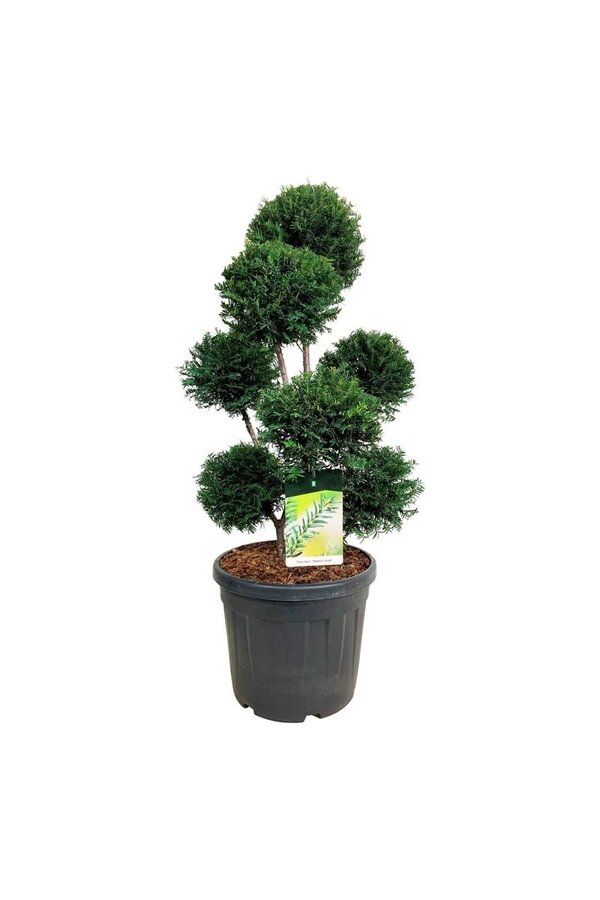 Venijnboom Taxus Höpkens Gigant