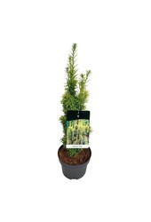 Venijnboom Taxus David