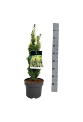 Venijnboom Taxus David
