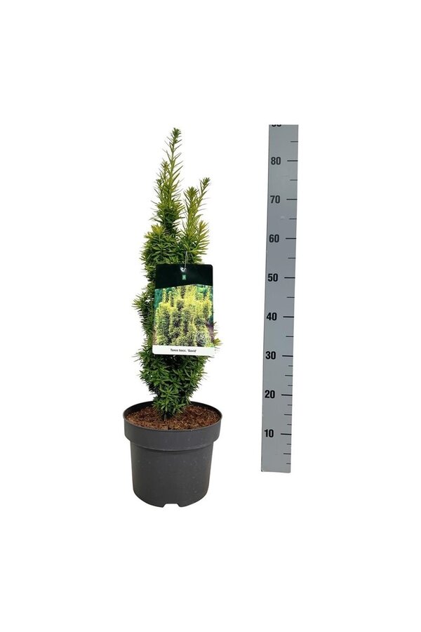 Venijnboom Taxus David