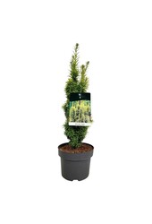 Venijnboom Taxus David