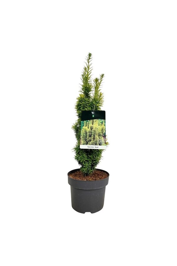 Venijnboom Taxus David