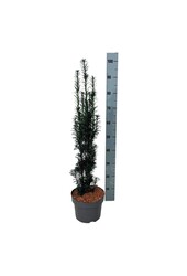 Venijnboom Taxus Black Tower