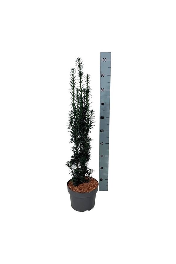 Venijnboom Taxus Black Tower