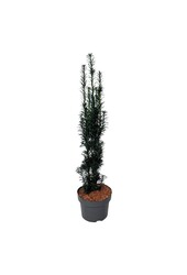 If Taxus Black Tower