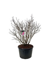 Sering Syringa And. an Ludwig Späth