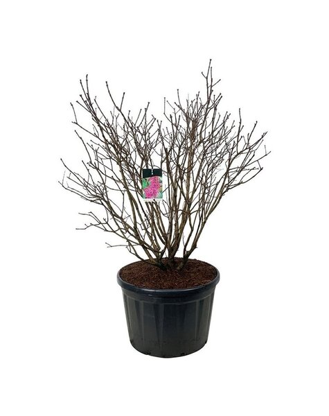 Syringa