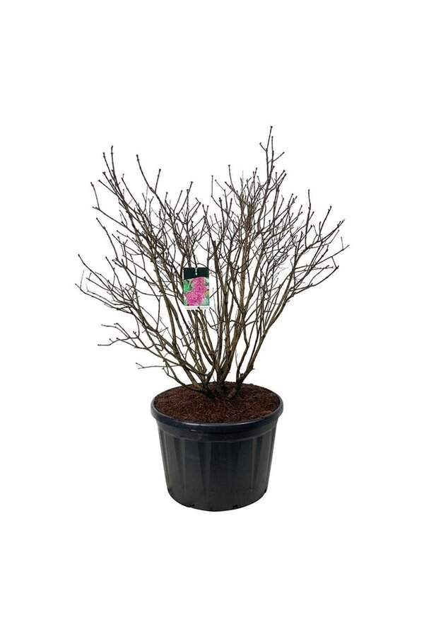 Sering Syringa And. an Ludwig Späth