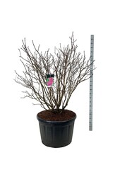 Lilas Syringa And. à Ludwig Späth