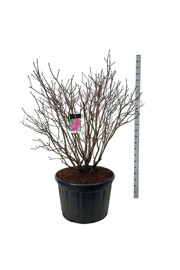 Lilas Syringa And. à Ludwig Späth