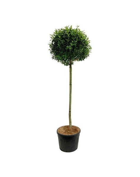 Prunus
