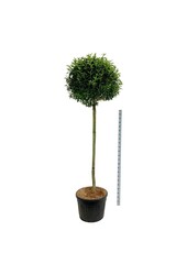 Laurier du Portugal Prunus Angustifolia