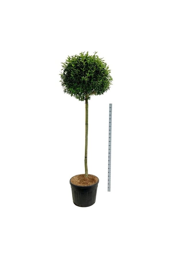 Laurier du Portugal Prunus Angustifolia