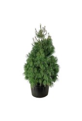 Pin Pinus wallichiana