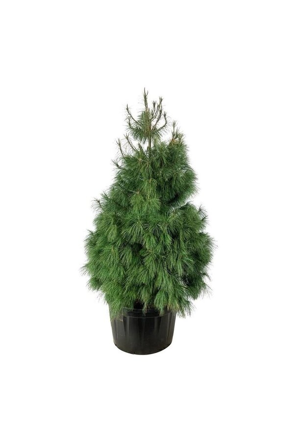 Pin Pinus wallichiana