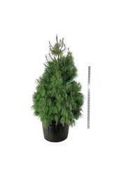 Pin Pinus wallichiana