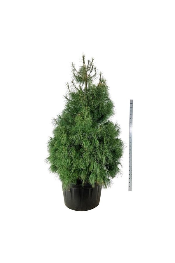 Pin Pinus wallichiana