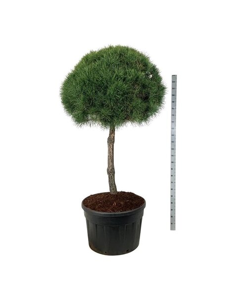 Pinus