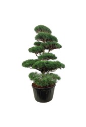 Denneboom Pinus sylvestris