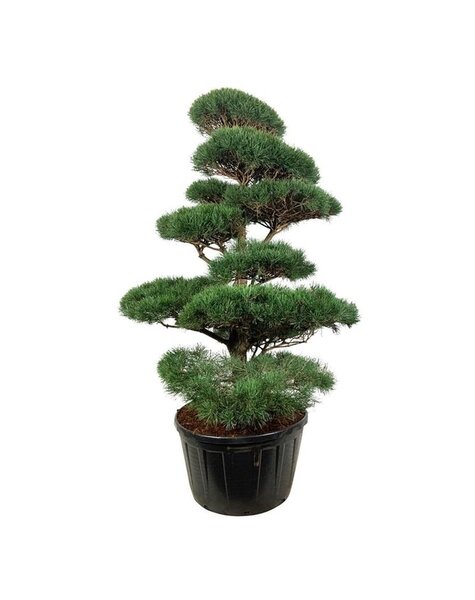 Pinus