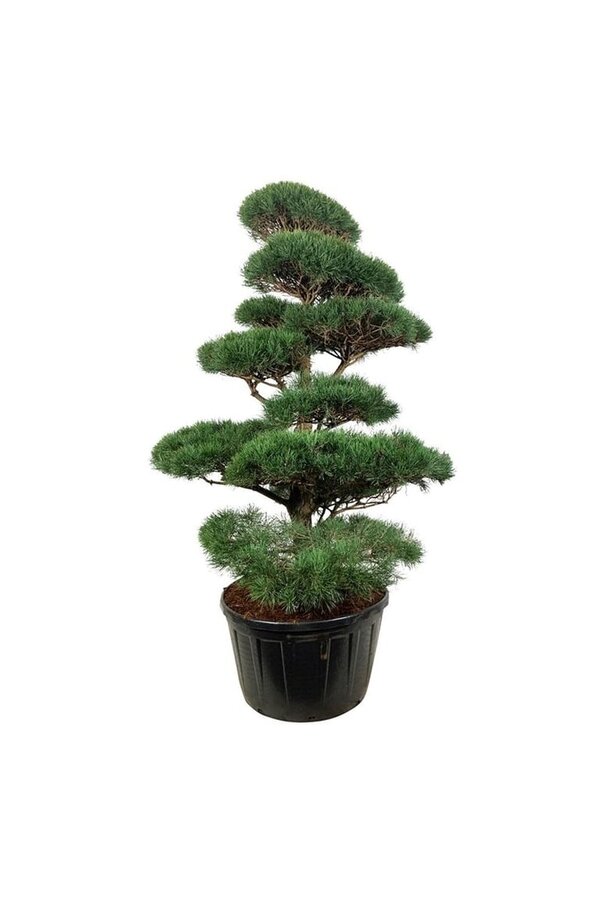 Denneboom Pinus sylvestris