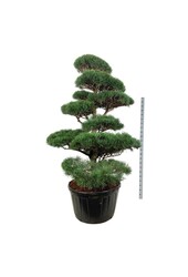 Denneboom Pinus sylvestris