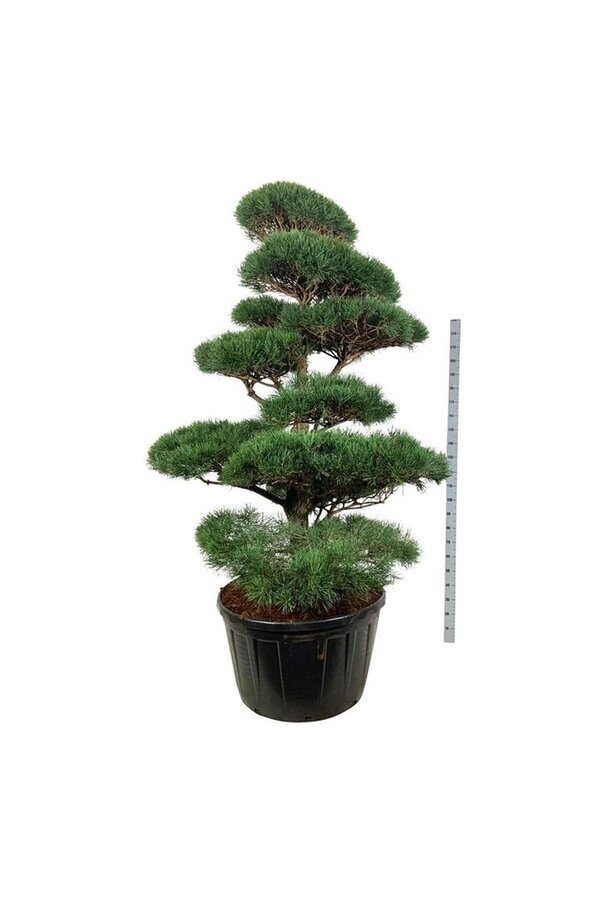 Denneboom Pinus sylvestris