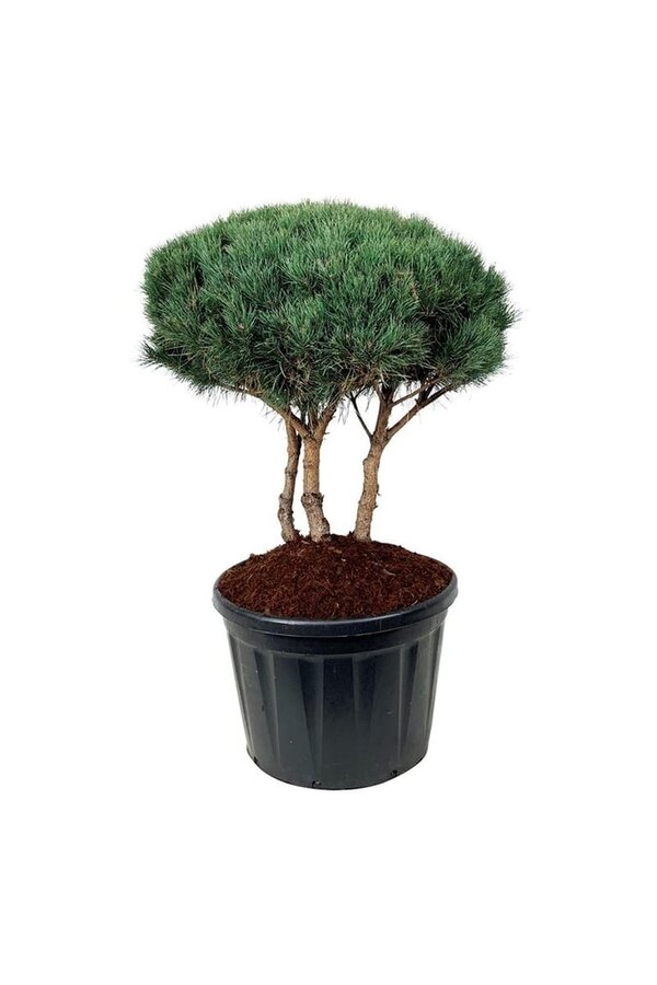 Denneboom Pinus Watereri