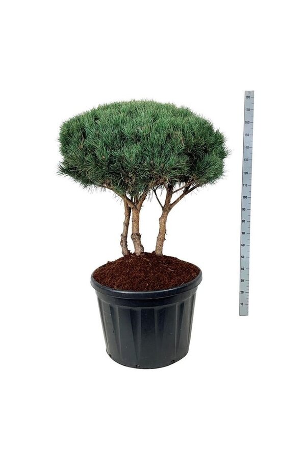 Denneboom Pinus Watereri