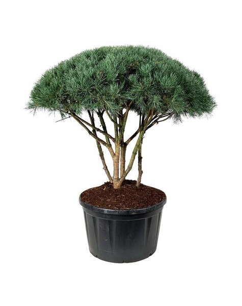 Pinus