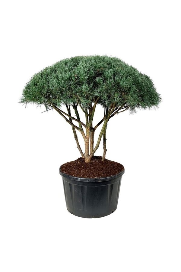 Denneboom Pinus Watereri