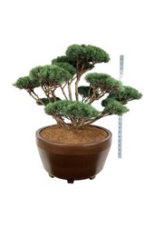 Pin Pinus Watereri